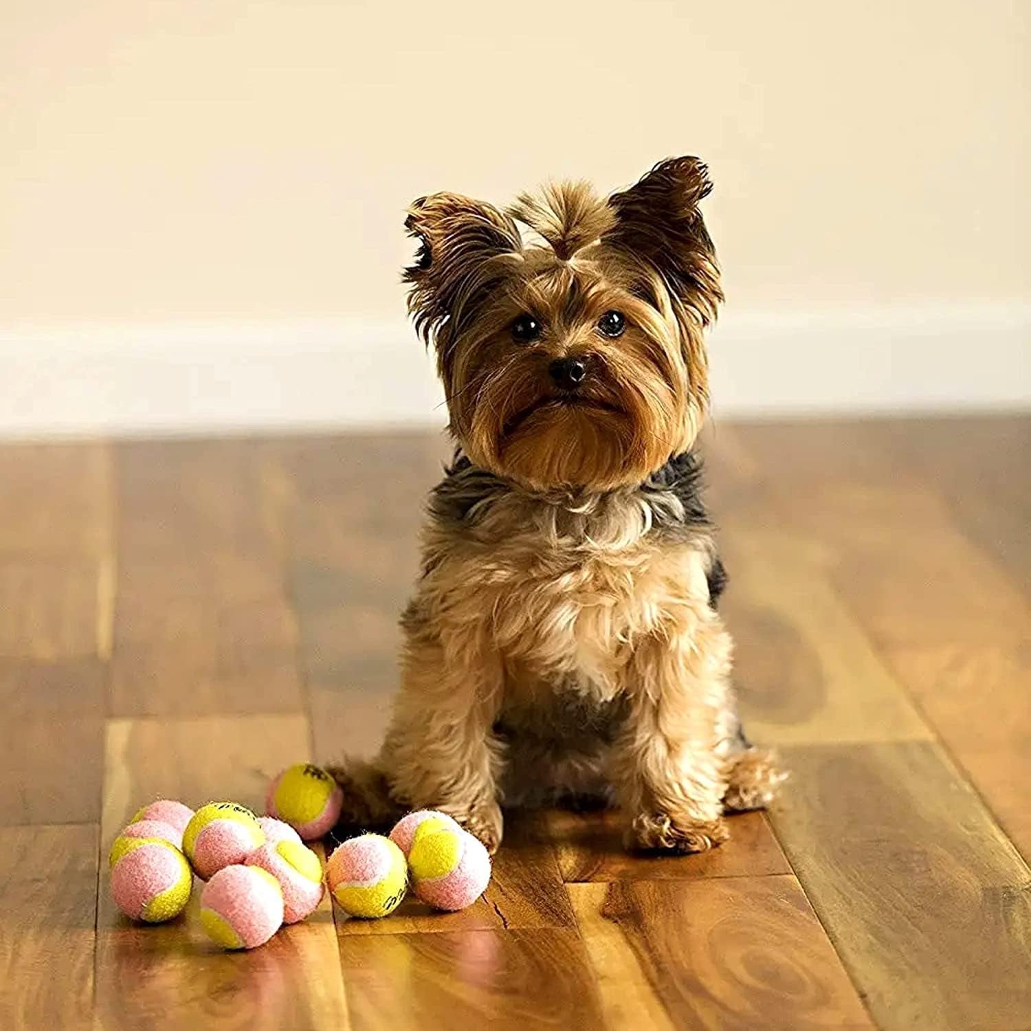 X-Small Dog Tennis Balls - 1.5" Pack of 12 - Mini Fetch Balls for Puppies - Yellow and Pink