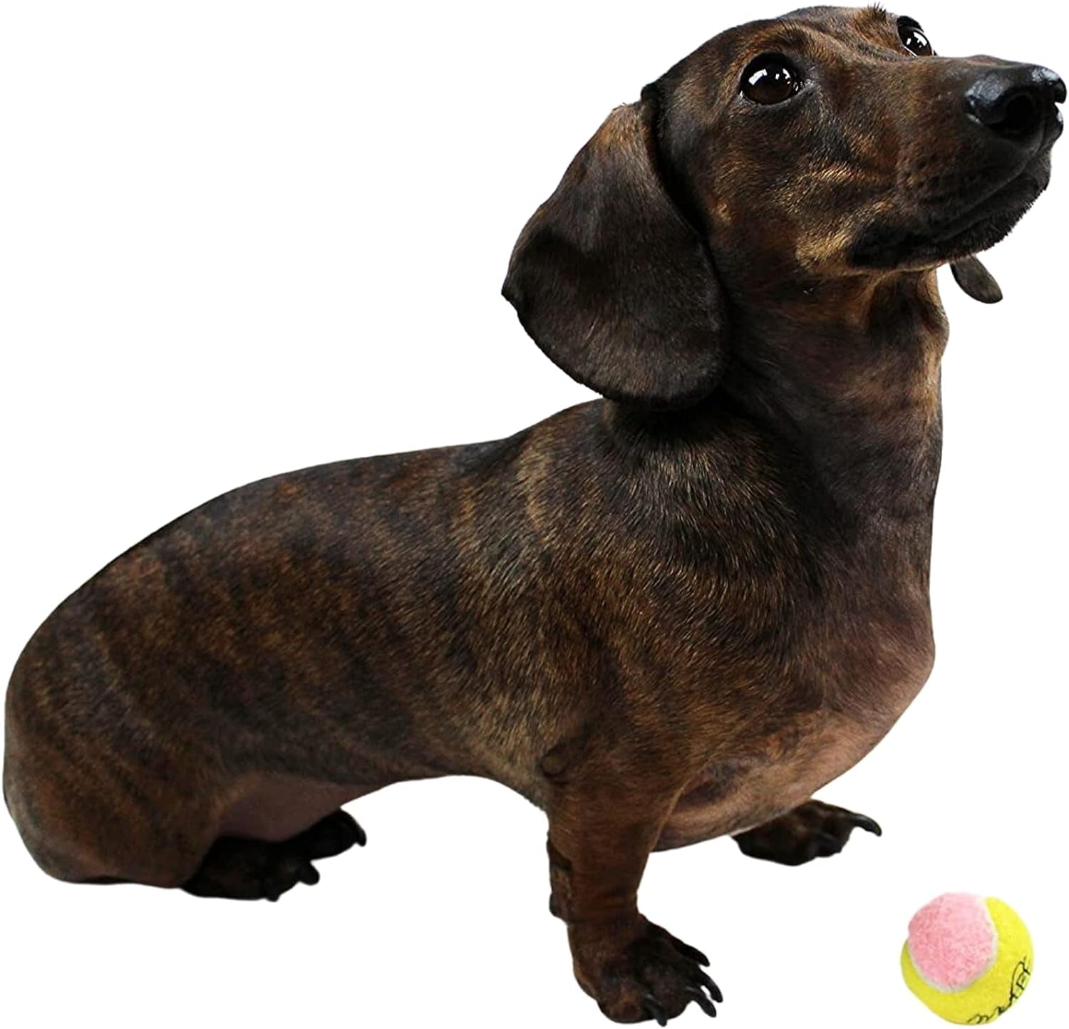 X-Small Dog Tennis Balls - 1.5" Pack of 12 - Mini Fetch Balls for Puppies - Yellow and Pink